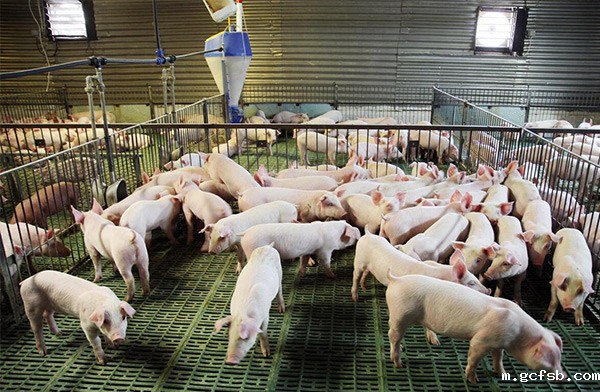 养殖场空气过滤的重要性